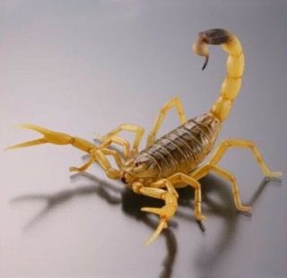 Kaiyodo Capsule Museum Q Danger Poisonous Deathstalker Yellow Scorpion Figure