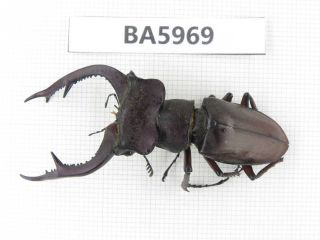 Beetle.  Lucanus Sp.  Yunnan,  Jinping County.  1m.  Ba5969.