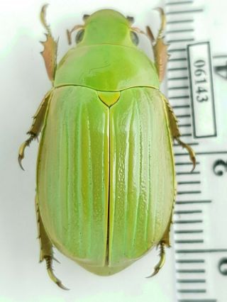 Scarabaeidae,  Rutelinae Chrysina Tricolor Panama Female