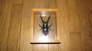 Professionally Mounted Insect - Cladognathus Giraffa Beetle - From Madagascar
