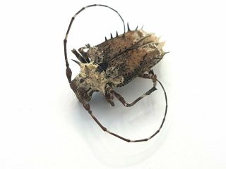 Rare Cerambycidae Polyrharphis Spinosa 2.  4cm Peru Beetle Insect Coleoptera