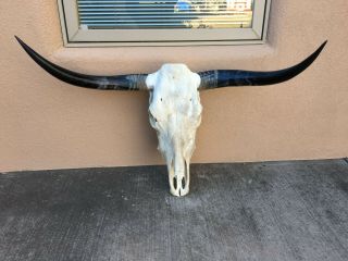 Longhorn Bull Skull 3 Feet 3 " Inch Wide Pretty Horns Western Cow Bull Head