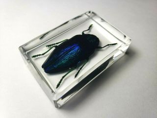 Polybothris Sumptuosa Gema.  Real Buprestidae Immortalized In Clear Resin.