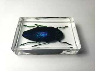 POLYBOTHRIS SUMPTUOSA GEMA.  Real Buprestidae immortalized in clear resin. 2
