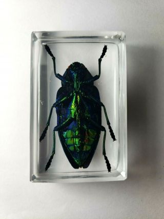 POLYBOTHRIS SUMPTUOSA GEMA.  Real Buprestidae immortalized in clear resin. 3