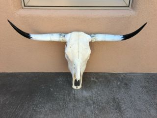 Longhorn Steer Skull 34 1/2 Inch Wide Polished Bull Horns Mounted Cow A Head
