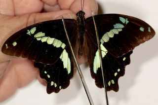 Papilionidae Papilio Pseudonireus Male Rare From Esat Usambara Mts.  Tanzania
