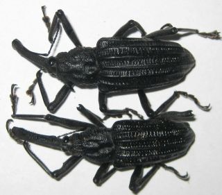 Curculionidae Vanapa Oberthuri Pair A1 Male 40mm (west Papua)