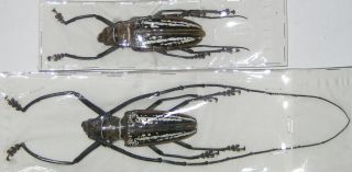 Cerambycidae Batocera Wallacei Wallacei Pair A1 Male 70mm (west Papua)