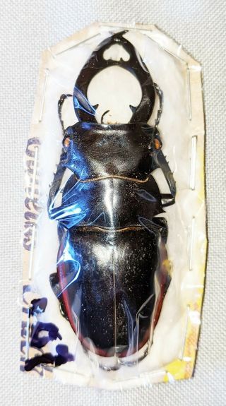 Beetle - Odontolabis Cuvera Chinensis Male 76mm,  - From China