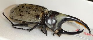 Dynastes Granti 73.  2mm Arizona Dg3 Rhino Beetle Insect Western Hercules Beetle