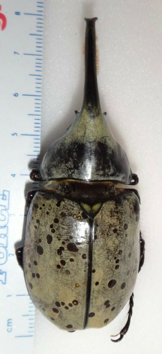 Dynastes granti 73.  2mm Arizona DG3 Rhino Beetle Insect Western Hercules Beetle 2