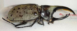Dynastes granti 73.  2mm Arizona DG3 Rhino Beetle Insect Western Hercules Beetle 3