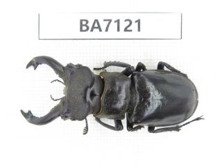 Beetle.  Lucanus Langi.  Tibet,  Motuo County.  1m.  Ba7121.