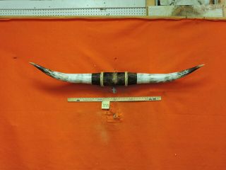 Mounted Steer Horns 5 Ft 4 In Mounted Bull Horns Texas Longhorn 3735
