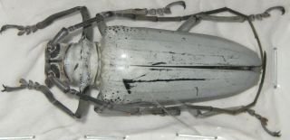 Cerambycidae Rosenbergia Vetusta A1 49mm (west Papua)