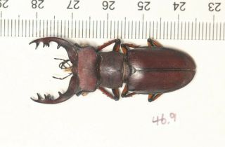Lucanidae Lucanus Kirchneri 46.  9mm Fujian