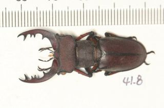 Lucanidae Lucanus Kirchneri 41.  8mm Fujian