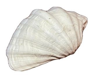 Vintage Natural White Clam Shell Tridacna Gigas 11 " X 7” X 3” Nautical Decor