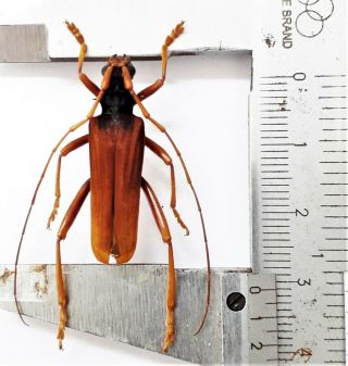 Cerambycidae Sp 31mm From North Sulawesi Indonesia
