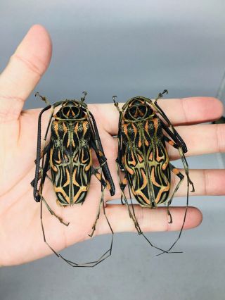 Acrocinus Longimanus From Peru Pair 57mm 63mm Cerambycidae