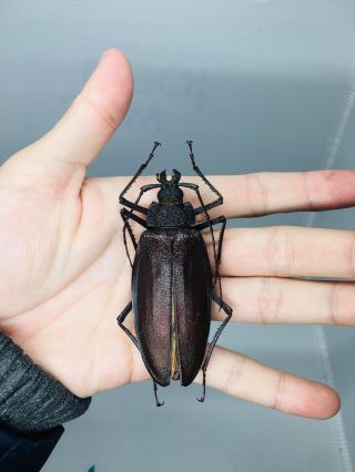 Ctenoscelis Ater From Peru 81mm Cerambycidae