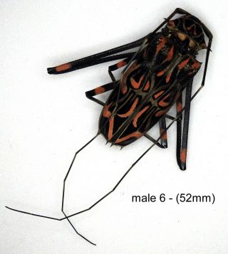 Beetle - 1 X Unmounted Medium Male (52mm) Acrocinus Longimanus (good A1/a1 -)
