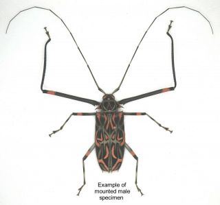 Beetle - 1 x unmounted medium male (52mm) Acrocinus longimanus (Good A1/A1 -) 2