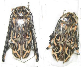 Cerambycidae Acrocinus Longimanus Pair A1 Male 60mm (peru)
