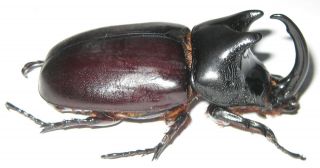 Dynastidae Scapanes Australis Brevicornis Male A1 63mm (west Papua) Xl