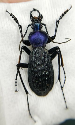 Carabidae,  Carabus Sp,  Apotomopterus,  Rare,  39mm,  China
