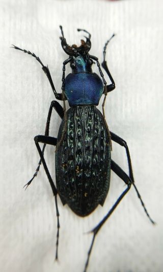 Carabidae,  Carabus Sp,  Apotomopterus,  Rare,  38mm,  China