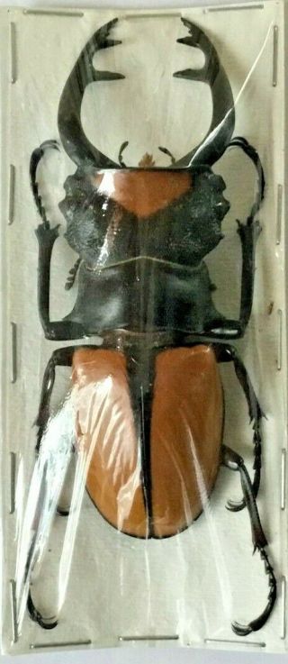 Lucanidae: Odontolabis Lacordairei Large Male 80,  - Indonesia,  Sumatra Is.