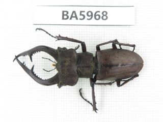 Beetle.  Lucanus Sp.  Yunnan,  Jinping County.  1m.  Ba5968.