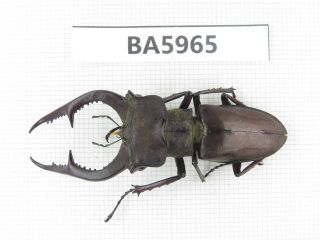 Beetle.  Lucanus Sp.  Yunnan,  Jinping County.  1m.  Ba5965.