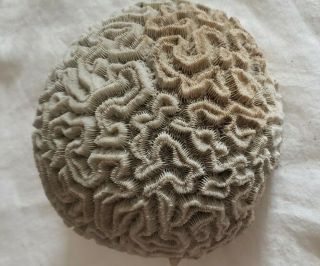 Vtg Large Brain Coral Natural Specimen Sea Decor Estate Fossils