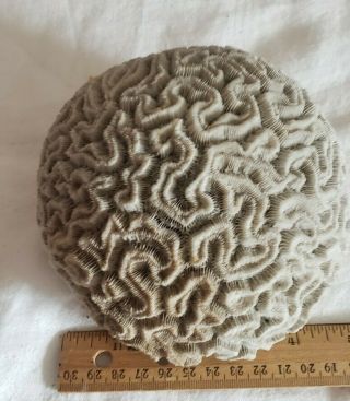 VTG Large Brain Coral natural specimen sea decor estate fossils 2