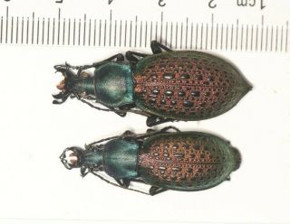 Carabidae Carabus Aoptolabrus Elysii Ssp.  Guangxi (2)