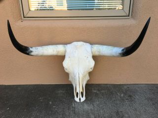 Longhorn Steer Skull 27 1/2 " Inch Wide Polished Bull Horn Mounted Cow Painted