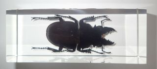 Ghost Stag Beetle Odontolabis Siva Male In Clear Block Education Insect Specimen