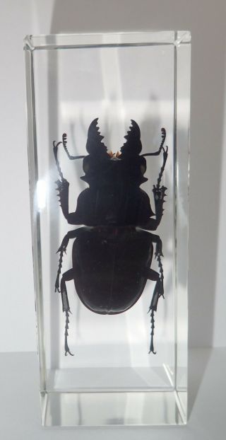 Ghost Stag Beetle Odontolabis siva Male in Clear Block Education Insect Specimen 2
