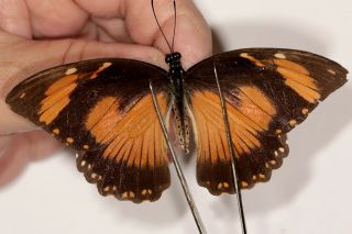 Papilionidae Papilio Dardanus Tibullus Female 1 From Esat Usambara Mts.  Tanzania