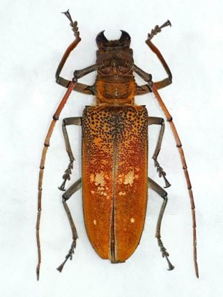 Batocera Wyllei Female Very Big 63mm,  Cerambycidae Cameroon