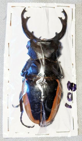 Beetle - Odontolabis Cuvera Fallaciosa Male 83mm,  - From China