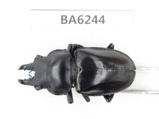 Beetle.  Neolucanus Sp.  Tibet,  Linzhi.  1m.  Ba6244.
