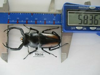 70634 Lucanidae: Rhaetulus Crenatus.  Vietnam North.  58mm
