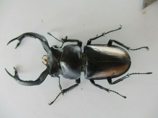 70634 Lucanidae: Rhaetulus crenatus.  Vietnam North.  58mm 2