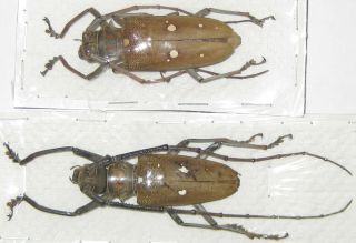 Cerambycidae Batocera Thomsoni Pair A1 - Male 49mm (sumatra)