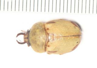 Cetonidae Rutelidae Fruhstorferia Pukupuku Katsurai Guangxi (5)