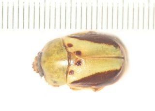 Cetonidae Rutelidae Fruhstorferia Pukupuku Katsurai Guangxi (4)